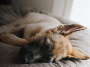 Perro durmiendo plácidamente en cama para mascotas NIX Pinky